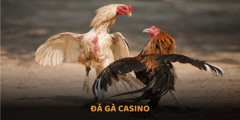 đá gà casino