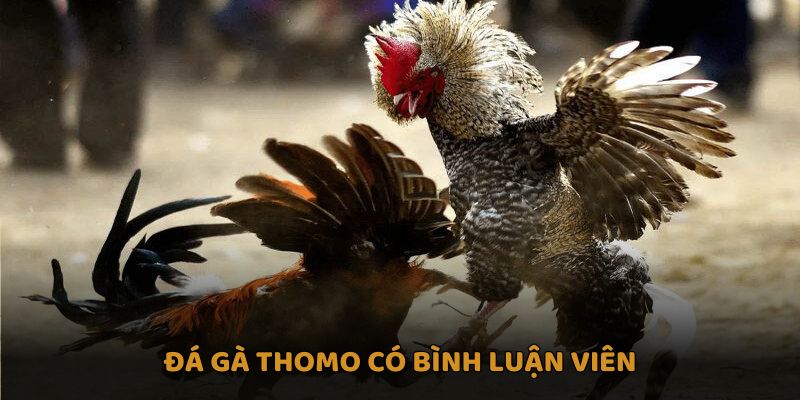 Đá gà Thomo có bình luận viên