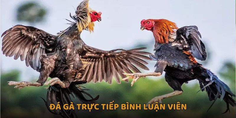 Đá gà trực tiếp bình luận viên