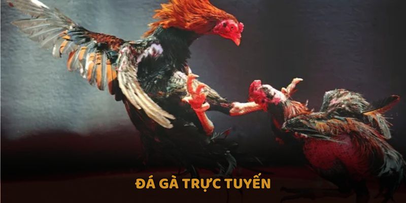 Đá gà trực tuyến
