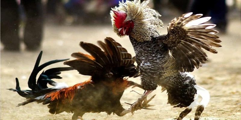 Khám phá những ưu điểm khi xem đá gà trực tiếp bình luận viên tại PG88
