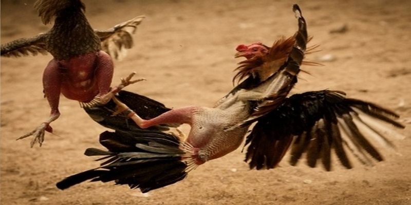 Những ưu điểm khi chơi đá gà trực tuyến tại PG88